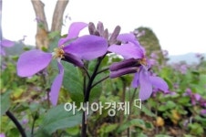 [포토]꽃 향기 가득한 함평자연생태공원으로 오세요