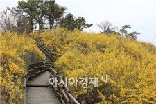 서울 시내 봄꽃길 150선 대공개