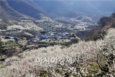 봄꽃 나들이 가기 좋은 순천 향매실 마을, 매화잔치 열린다