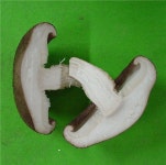 한·중FTA 경쟁력 갖춘 신품종표고 ‘산마루 2호’ 개발