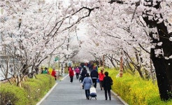 장안동 벚꽃길에 꽃비가 내린다