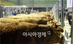 곡성한우경매시장, 전남동부권 가축시장 중심지로 떠올라