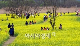 [포토]유채꽃 만개, 광산구 선운지구로 오세요