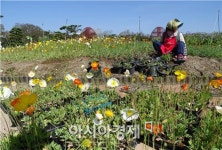 [포토]함평으로 나비보러오세요