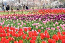 수원 광교호수공원 1만2000㎡에 튤립 장관