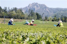 [포토]햇 녹차 수확에 분주한 아낙네들