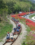 [포토]곡성 섬진강 레일바이크 상춘객 북적