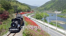 [포토]곡성 추억의 증기기관차와 섬진강변 철쭉 환상
