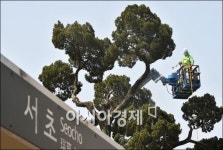 [포토]새봄 맞이 목욕하는 천년향