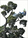 [포토]목욕하는 서초구 명물 천년향