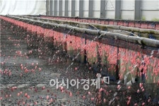 [포토]주렁주렁 메달린 연분홍 우렁이 알
