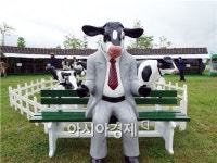 함평나비대축제장내  도심속 젖소 목장 개장