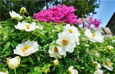 [짜장뉴스]모란 향기 있어…선덕여왕 일화 진실은