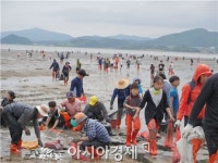청정바다 수도 완도 개매기 체험 대성공