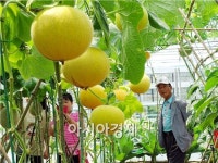 [포토]함평나비축제장에서 익어가는 멜론
