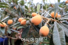 완도비파와인 주류면허 획득~소비자들 찾아간다