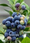장흥군 블루베리 본격 출하, 맛과 영양·소득도 최고
