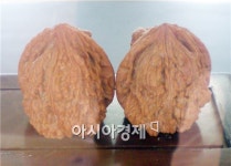 전남도, 호두 신소득 전략품목으로 산업화 나서