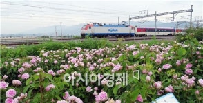 [포토]곡성 장미공원과 기차마을