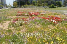 순천 해룡 신대지구 봄꽃·야생화로, 시민 눈길 사로잡아