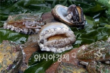 완도전복주식회사 이익급증 - 2년연속 주식배당