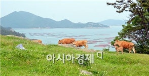 완도 백두농장, 30여년 친환경방목축산으로 억대 소득