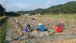 나주시, 농번기 맞아 ‘농촌 일손돕기’ 나서