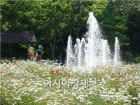 [포토]함평자연생태공원,데이지꽃 만개 관광객 탄성