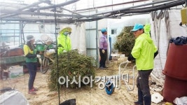 장흥군 회진면, 농촌 일손돕기 ‘구슬땀’