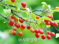 [포토]빨갛게 익어가는 보리수 열매