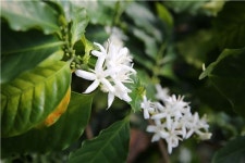 [포토]한반도 남녘에 활짝 핀 커피꽃