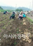 장흥군 안양면사무소, 감자 수확 해 경로당 등 어려운 이웃에 전달
