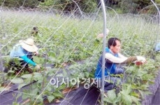 장흥군 장평면, 농촌 일손돕기 ‘구슬땀’