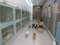 개 1박 12만원, 방 없습니다