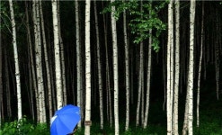 [여행만리]비오는 자작나무숲, 가을이 내린다