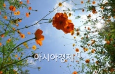 [포토]코스모스 위로 펼쳐진 가을 하늘
