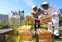 [포토]도심 속 벌꿀 농장이 여기에