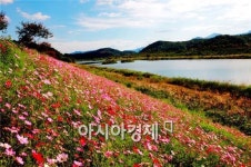 추석연휴 ‘곡성 석곡코스모스음악회’ 와 함께 하세요