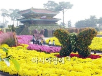 [포토]함평국화축제장 ~국화만개