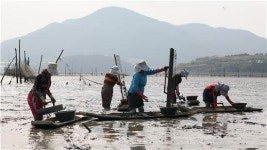 보성벌교꼬막 ‘지역특화발전특구’로 지정