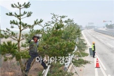 순창군, 장수상징 소나무 가로수 경관조성