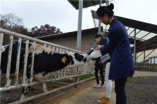 [심쿵 농업]대학생들, 젖소부인과 바람났네~