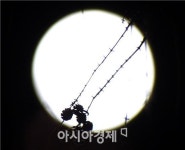 [포토]나뭇가지에 걸린 크리스마스 럭키문