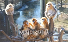 [포토]황금 원숭이보고 부자되세요