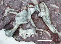 전남대박물관·한국공룡연구센터,공룡진품화석 현장체험교육 실시