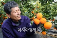 [포토]하늘이 내린 향기, 장흥 천혜향