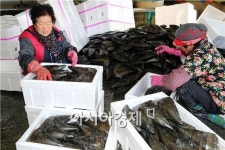 [포토]득량만의 하얀 속살, 장흥 키조개 출하