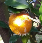 완도 소안도 감귤, 유통망 구축 농가소득 향상 기대