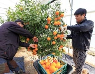 진도 황금봉 수확 한창…전국에서 인기 몰이