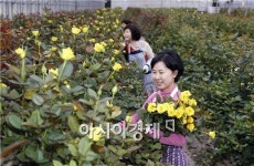 [포토]여심유혹하는 노란장미 수확 한창